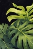 Dark Monstera Variante 1