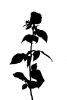 Rose Silhouette Variante 1