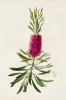 Botanical Portraits No. 4 Variante 1