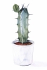 Cute Cacti No. 1 Variante 1