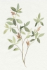Mediterranean Flair No. 1 Variante 1