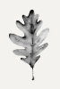 Grey Oak Variante 1