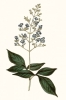 Botanical Portraits No. 6 Variante 1
