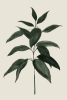 Greenery Variante 1