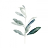Simple Olive No. 2 Variante 1