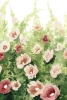 Summer Blooming Variante 1
