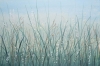 In the Tall Grass Variante 1