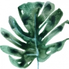 Tropical Leaf Collection No. 2 Variante 1