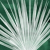 Subtle Palm No. 1 Variante 1