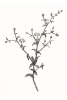 Wild Stems No. 1 Variante 1