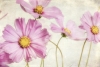 In Full Bloom Variante 1