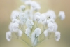Baby's Breath Close-Up Variante 1