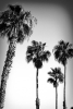 Edgy Palms Variante 1