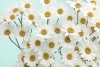 Happy Daisies Variante 1