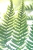 Sunny Fern Variante 1