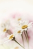 Daisy Dream Variante 1
