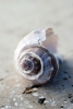 Beach Treasures No. 3 Variante 1