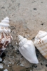 Beach Treasures No. 4 Variante 1