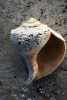 Beach Treasures No. 5 Variante 1