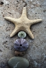 Beach Treasures No. 6 Variante 1