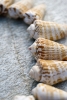 Beach Treasures No. 8 Variante 1