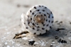 Beach Treasures No. 9 Variante 1