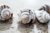 Beach Treasures No. 10 Variante 1
