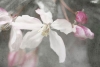 Velvet Oleander Variante 1