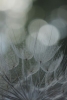 Dandelion Macro No. 4 Variante 1