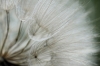 Dandelion Macro No. 6 Variante 1