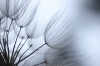 Dandelion Macro No. 7 Variante 1
