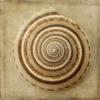 Grunge Shells No. 5 Variante 1