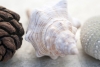 Pastel Seashells No. 2 Variante 1