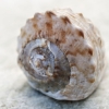 Pastel Seashells No. 3 Variante 1