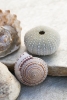 Pastel Seashells No. 4 Variante 1