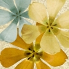 Like Springtime No. 1 Variante 1