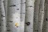 Birch Leaf Variante 1