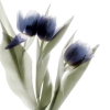 High Key Flowers No. 2 Variante 1