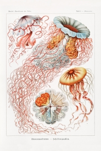 Ernst Haeckel - Discomedusae (Scheibenquallen), Botanical Illustrations