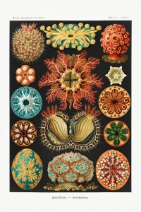 Ernst Haeckel - Ascidiae (Seescheiden), Botanical Illustrations