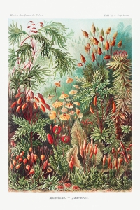 Ernst Haeckel - Muscinae (Laubmoose), Botanical Illustrations
