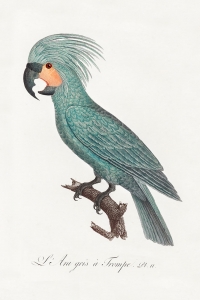 Francois Levaillant - The Palm Cockatoo