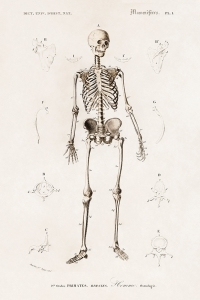 Human Skeleton Illustration Poster (1892)