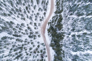 Forest from Above