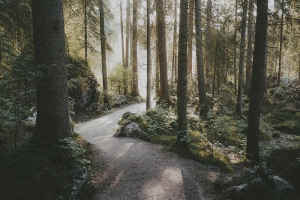 Forest Path