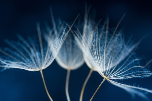 Dandelion Close-Up