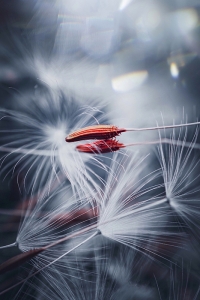 Dandelion Fluff