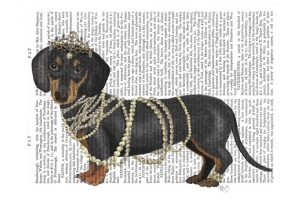 Fancy Dachshund