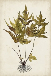 Botanical Samples No. 2