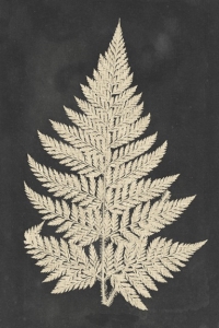 Pressed Fern No. 1